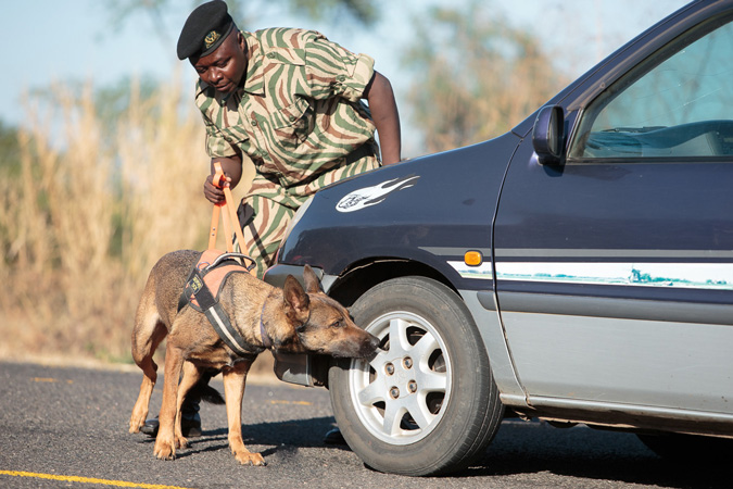 dog detection unit, Zambia