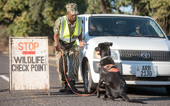 dog detection unit South Luangwa Zambia