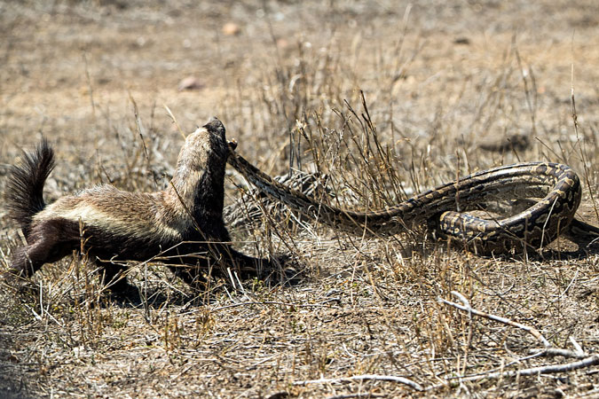 Photoseries Epic Battle Between Honey Badger And Python Africa 
