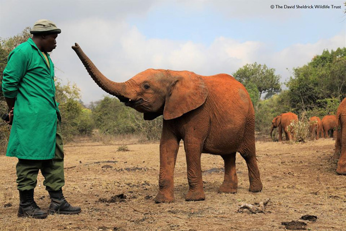 Sheldrick-elephant - Africa Geographic