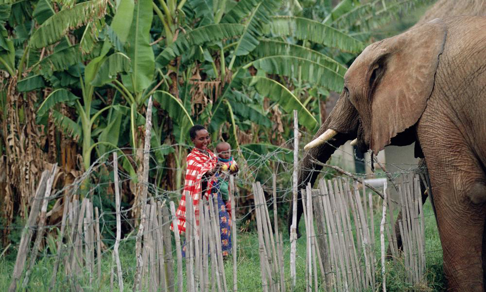 Human-wildlife conflict in East Africa - Africa Geographic