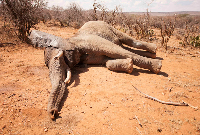 Video Elephant Gets A Second Chance At Life Africa Geographic