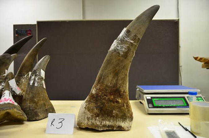 Permit scheme will control SA rhino horn sales, says DEA - Africa ...