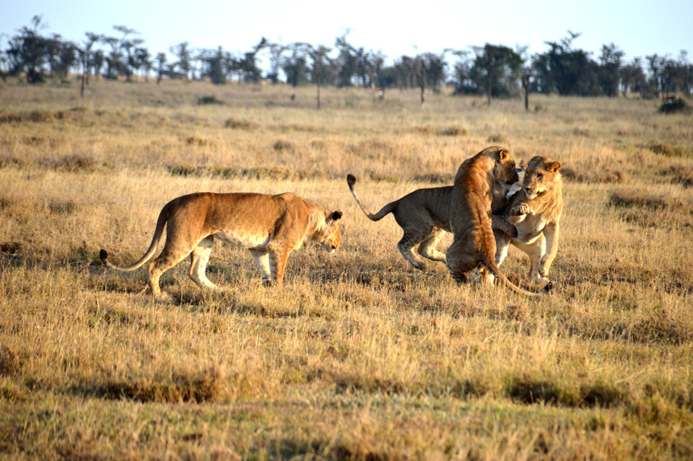 Human-wildlife conflict