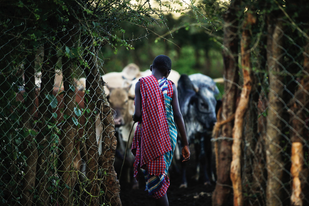 Herders and their herd