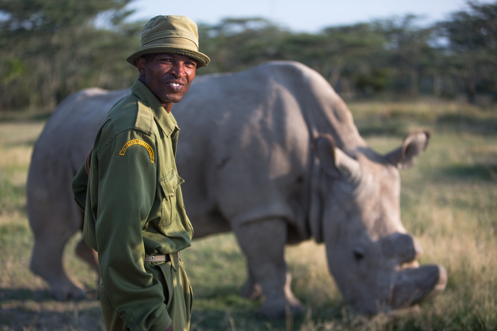 Male northern white rhino in the world with his keeper