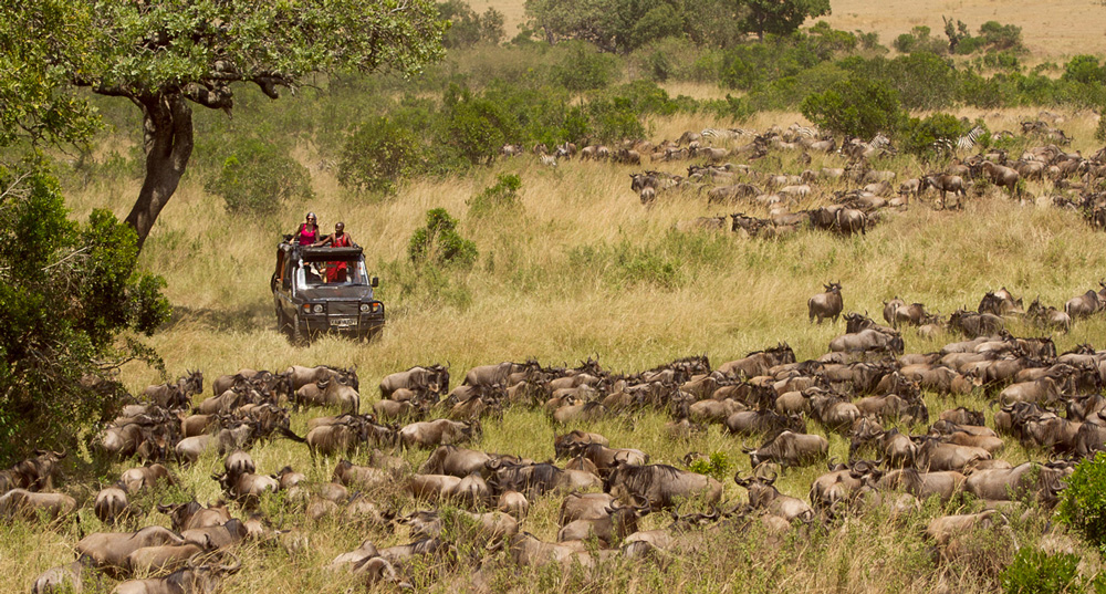 Maasai people guarding a large herd