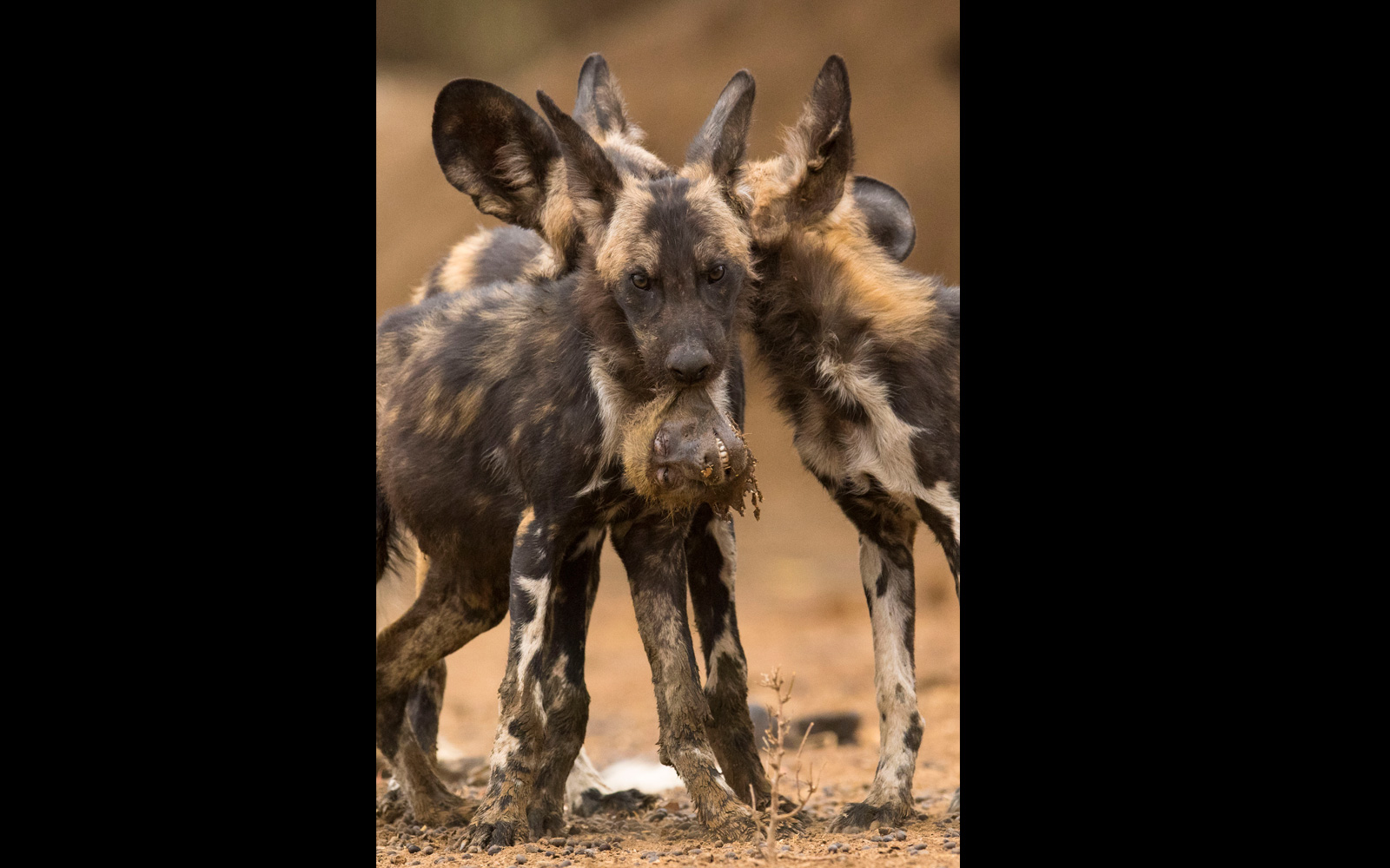 Baby Elephants are “Awwww”fully Cute! – San Diego Zoo Wildlife Alliance  Stories