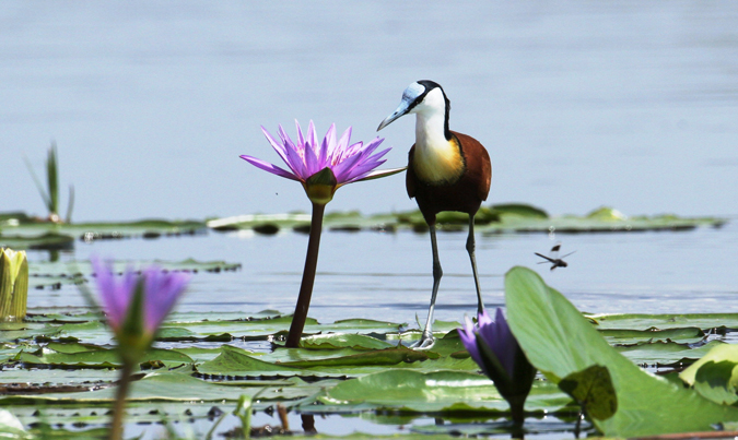 African Jacana, Mabambo Bay, Uganda