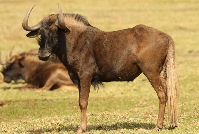 black wildebeest, conservation