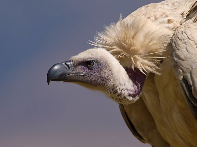 Vultures Nature S Best Scavengers Africa Geographic