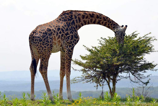 4 foot tall giraffe