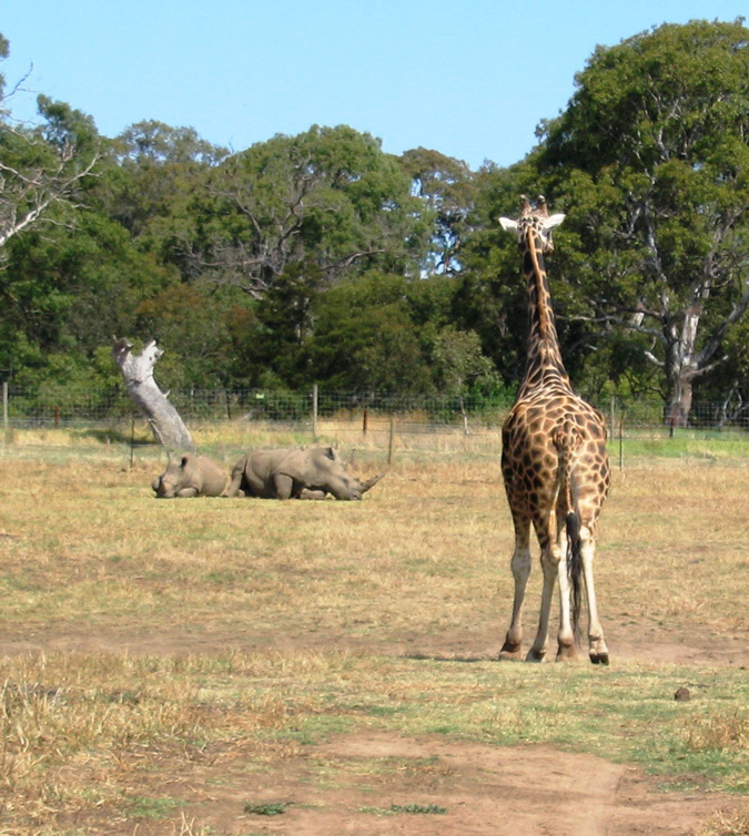 Werribee Open Range Zoo, Australia, rhinos