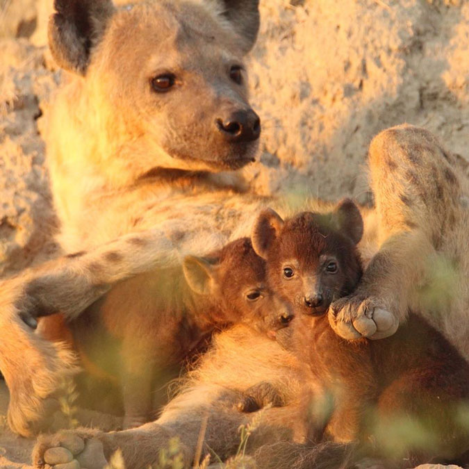 Photoseries: The best wild mothers of the African bush - Africa Geographic