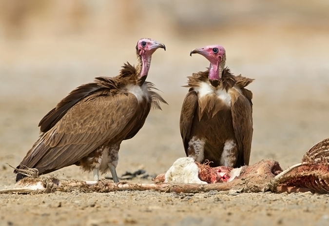 Hooded Vulture Africa Geographic 6351