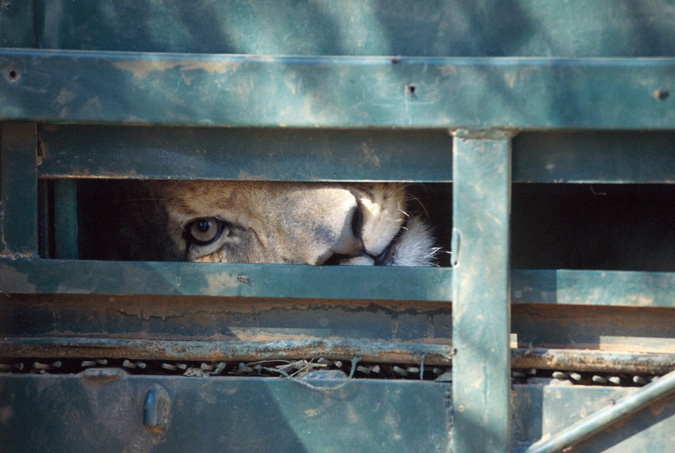 lion in crate, Blood Lions