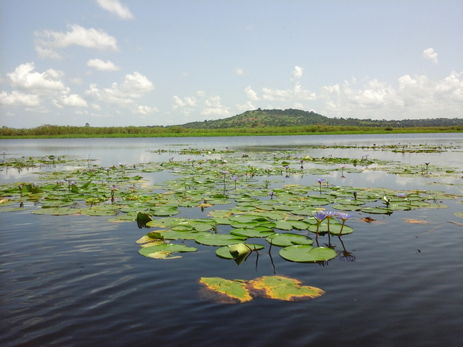 Mabamba Bay on Lake Victoria, Uganda
