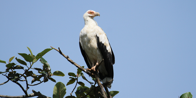 Palm-nut vulture, Mabambo Bay, Uganda