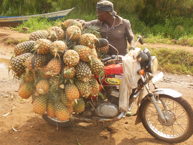 Pineapples, Mabamba Bay, Uganda