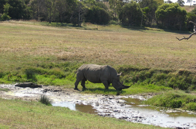 Werribee Open Range Zoo, Australia, rhinos