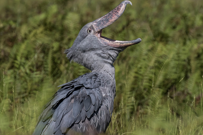 Shoebill, Mabamba Bay, Uganda