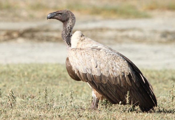 White Backed Vulture Africa Geographic 6251