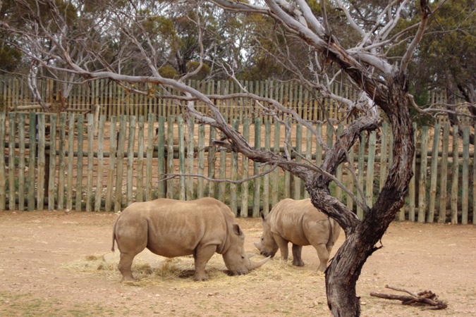 Monarto Zoo, South Australia, rhinos