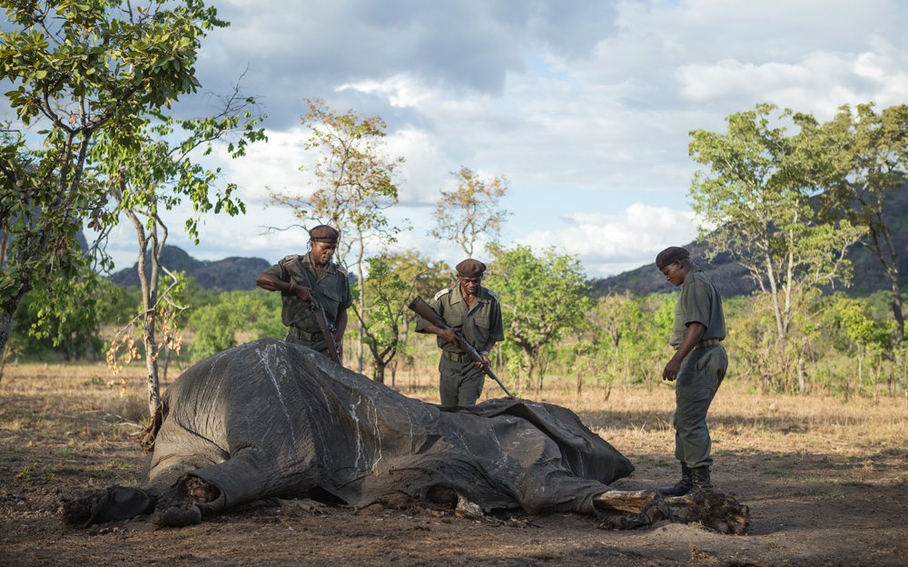 Niassa