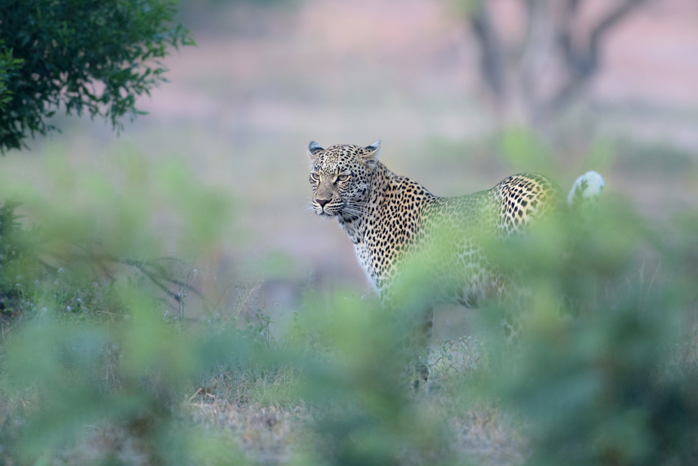 A beautiful leopard