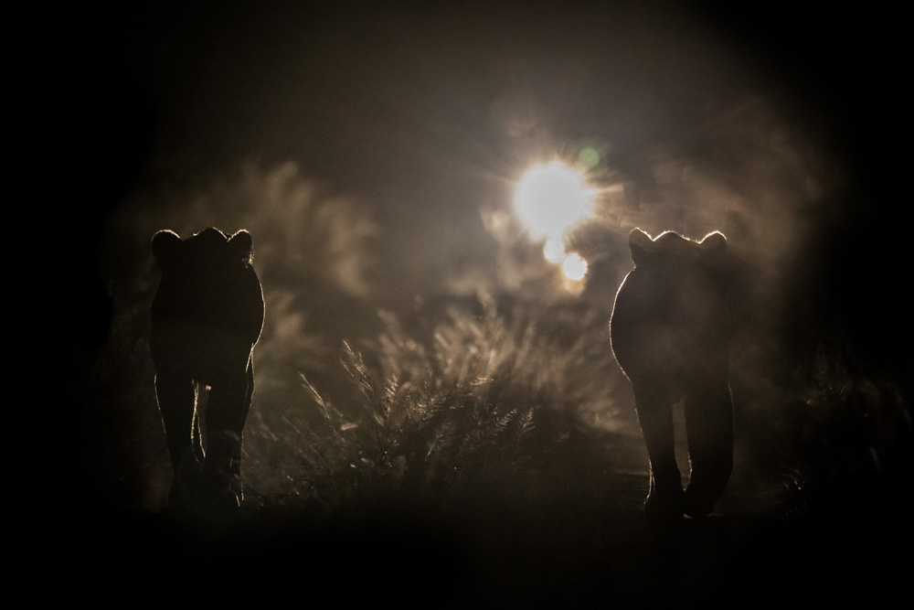 A night drive in the Kruger