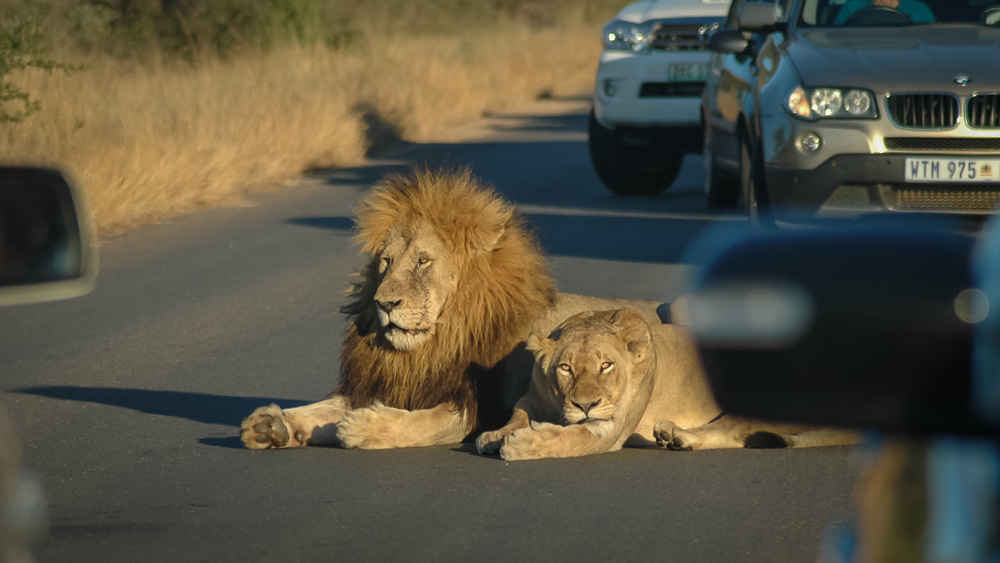A lion and lioness on the road
