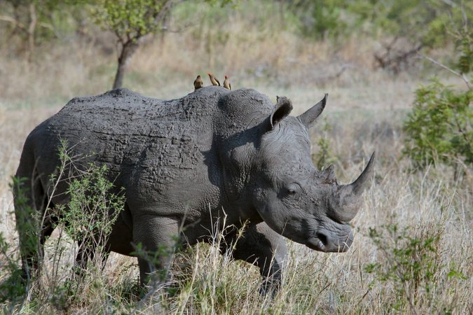 rhino conservation