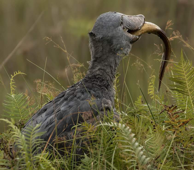 Shoebill, Mabamba Bay, Uganda