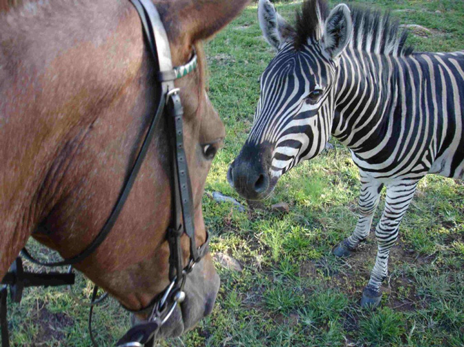 Zebras – more than just pajama ponies - Africa Geographic