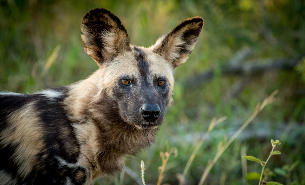 Animals who need better PR - Africa Geographic