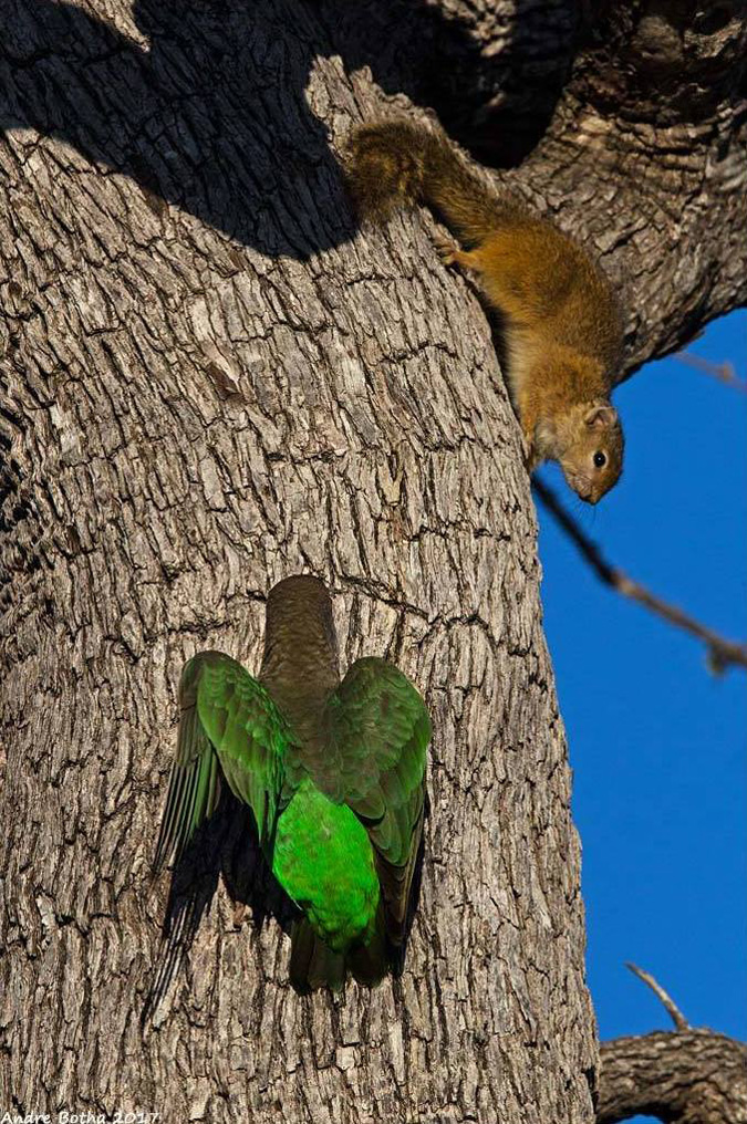 Squirrel, parrot, South Africa, Kruger National Park