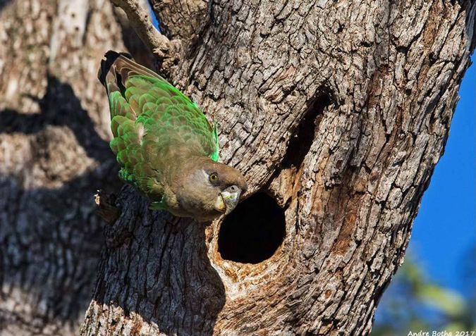 Brown-headed parrot, South Africa, Kruger National Park