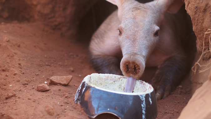 Aardvark, ZURI Orphanage, Namibia