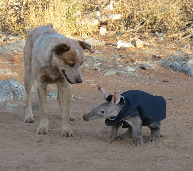 Aardvark, ZURI Orphanage, Namibia