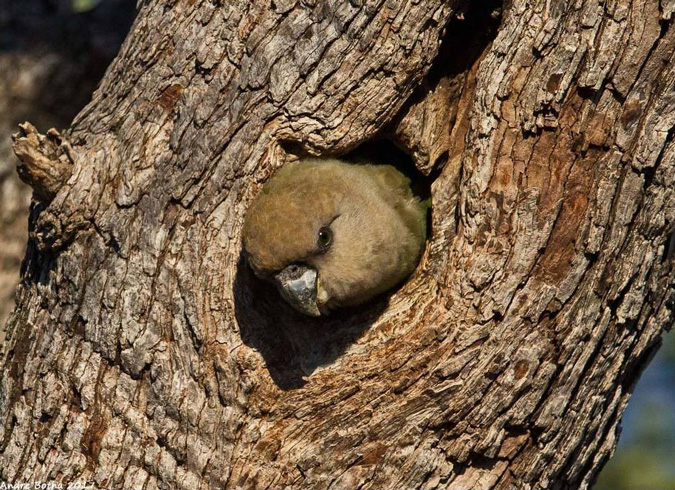 Brown-headed parrot, South Africa, Kruger National Park