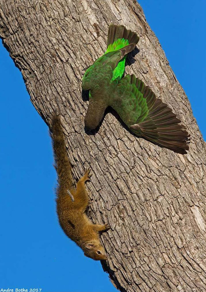 Brown-headed parrot, squirrel, South Africa, Kruger National Park