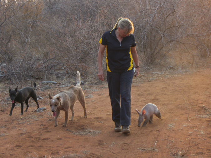 Aardvark, ZURI Orphanage, Namibia