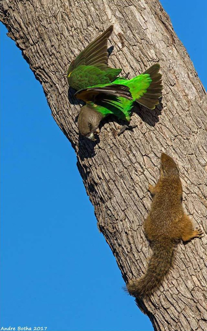 Brown-headed parrot, squirrel, South Africa, Kruger National Park