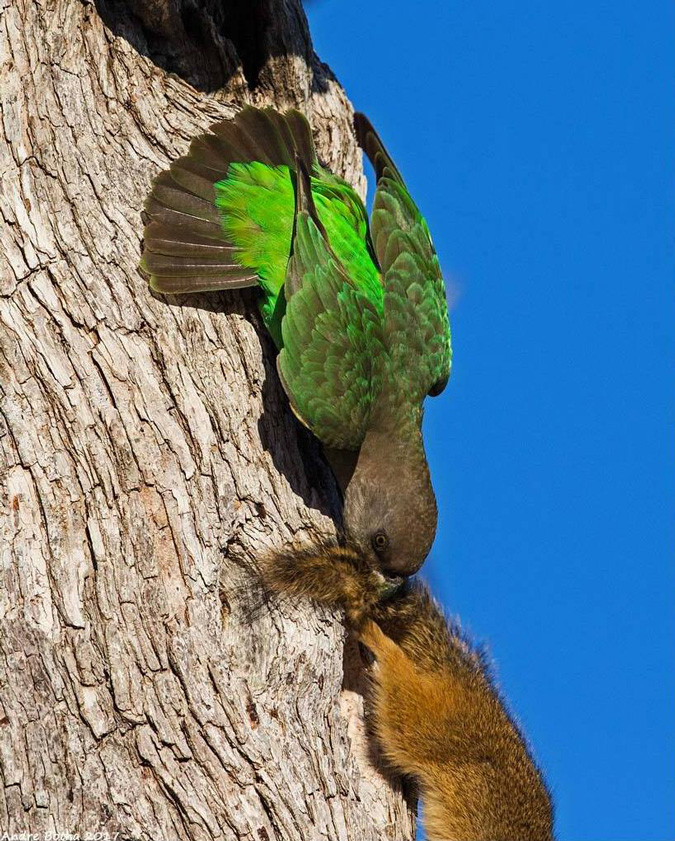 Brown-headed parrot, squirrel, South Africa, Kruger National Park