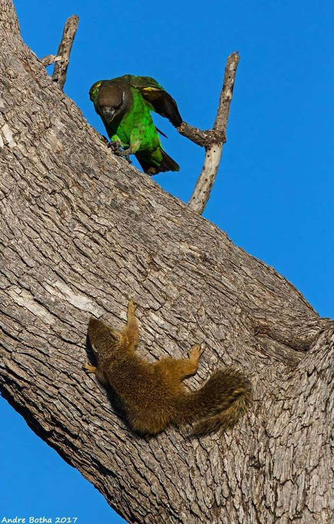 Brown-headed parrot, squirrel, South Africa, Kruger National Park