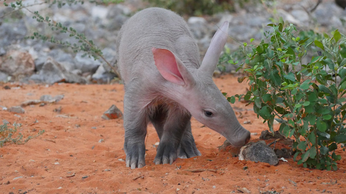 Aardvark, ZURI Orphanage, Namibia