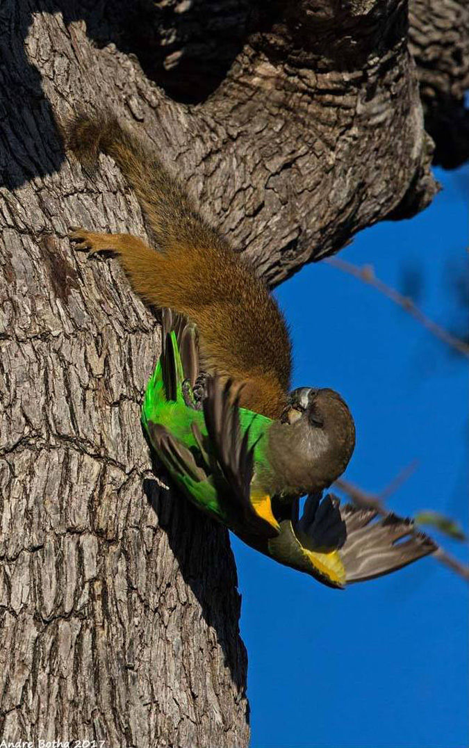 Brown-headed parrot, squirrel, South Africa, Kruger National Park