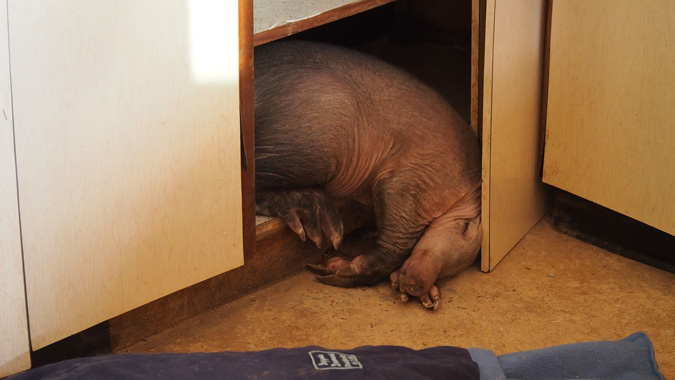 Aardvark, ZURI Orphanage, Namibia