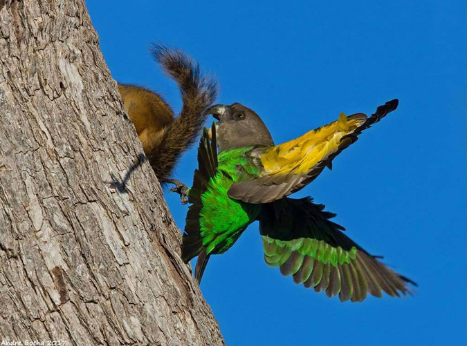 Brown-headed parrot, squirrel, South Africa, Kruger National Park