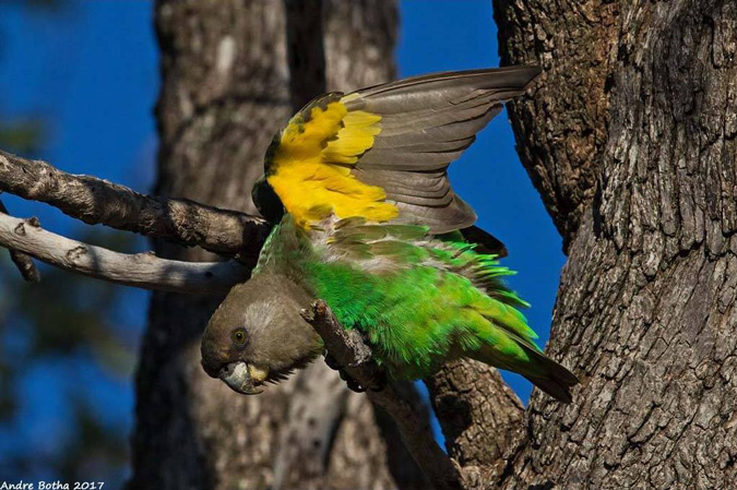 Brown-headed parrot, South Africa, Kruger National Park